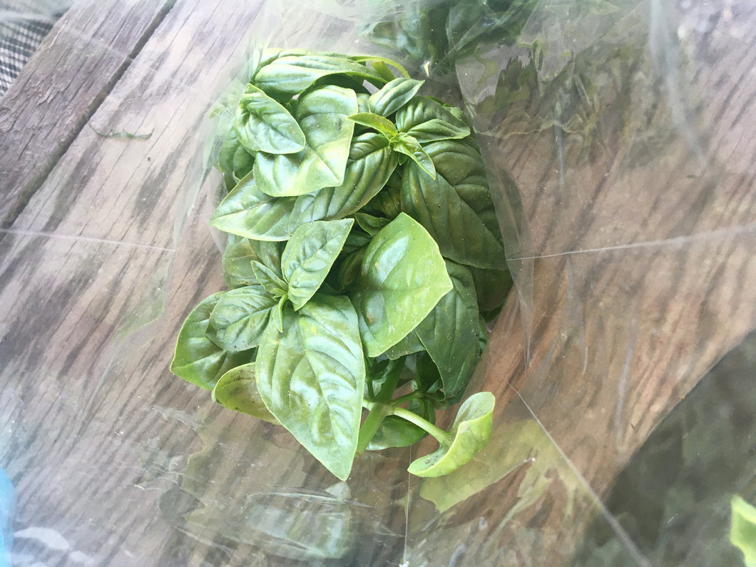 Basil