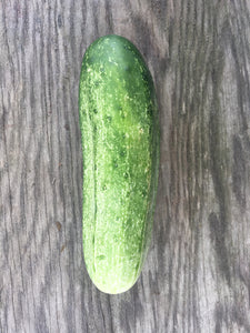 Cucumber