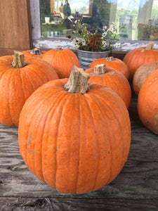 Pie Pumpkin