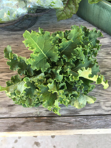 Green Curly Kale